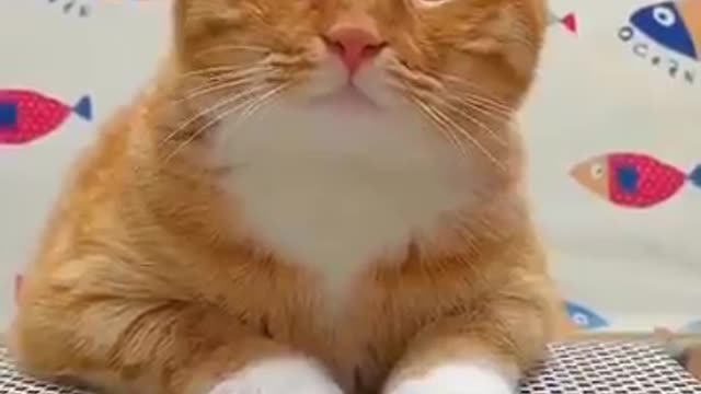 Cute Cats and Funny Animals Compilation 😹 Try Not To Laugh Challenge - Cute Cat 2021 now
