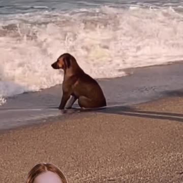 Funny Animal | They have feelings, too