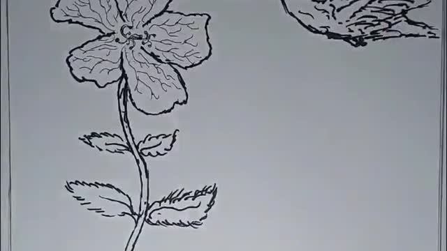 Drawing a Flower and Hummingbird