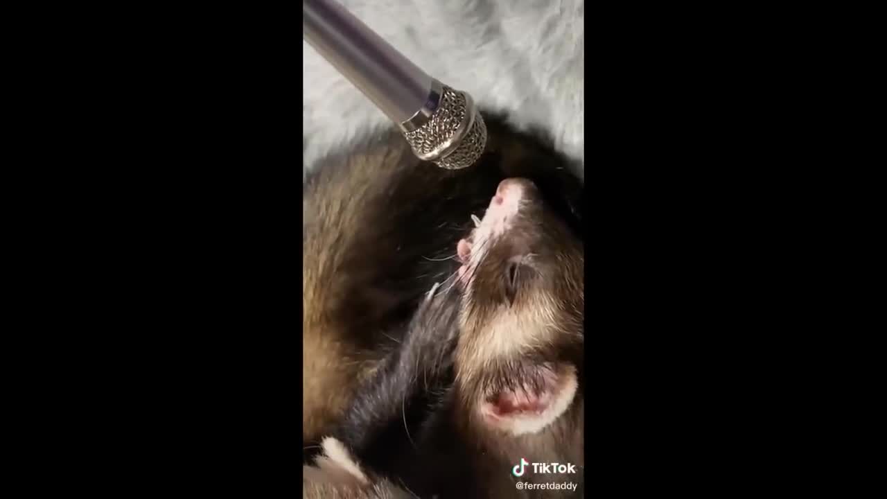 Cute Tiktok Pets that Will 100% Make You Day Better