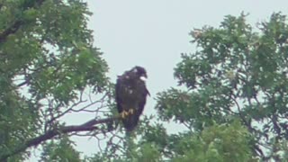 112 Toussaint Wildlife - Oak Harbor Ohio - Jesus Humbles Juvenile