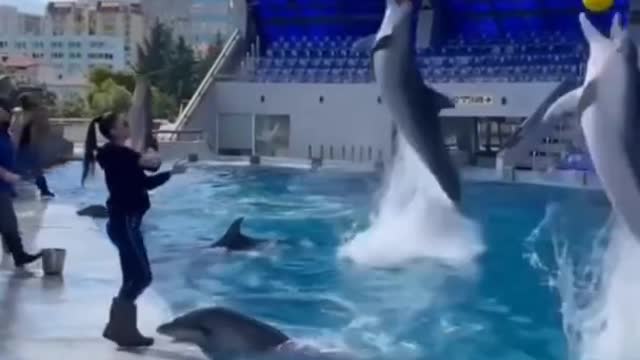 Would You Like This Amazing Dolphins shorts