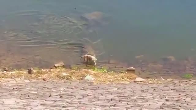 Terrible crocodile attack on dogs