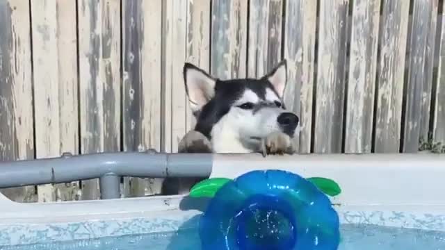 Husky's ready to take a bath. I love it