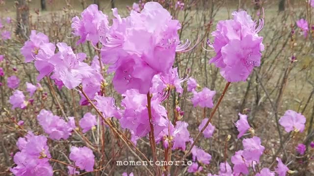 Azaleas of Spring time