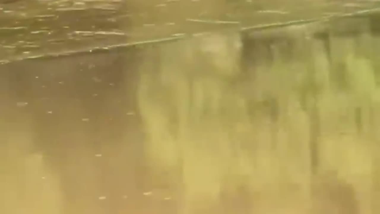 Crocodile 🐊