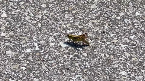 Grasshopper blocking my way