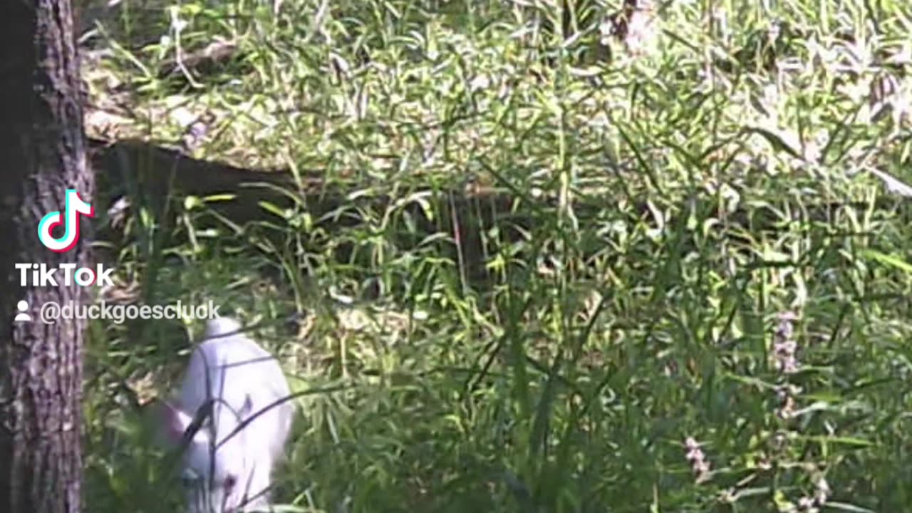 Albino fawn found on trail camera