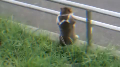 Small animal gathering place 4