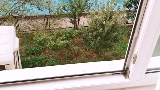 How cute Hide and seek with cats