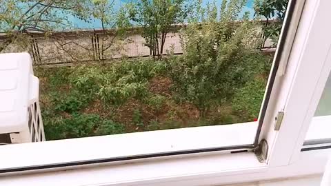 How cute Hide and seek with cats