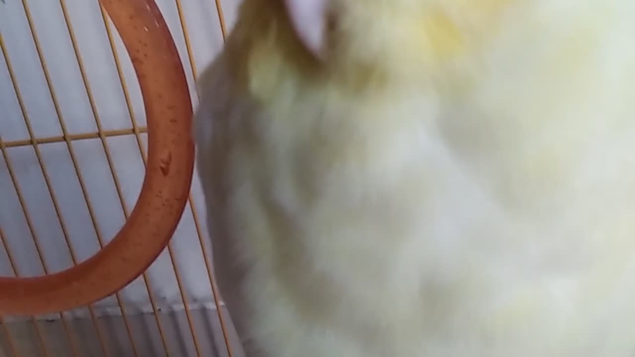 Toto ❤titu