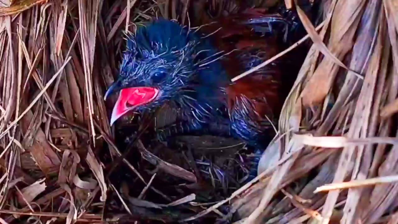 Baby bird eats a giant mouse