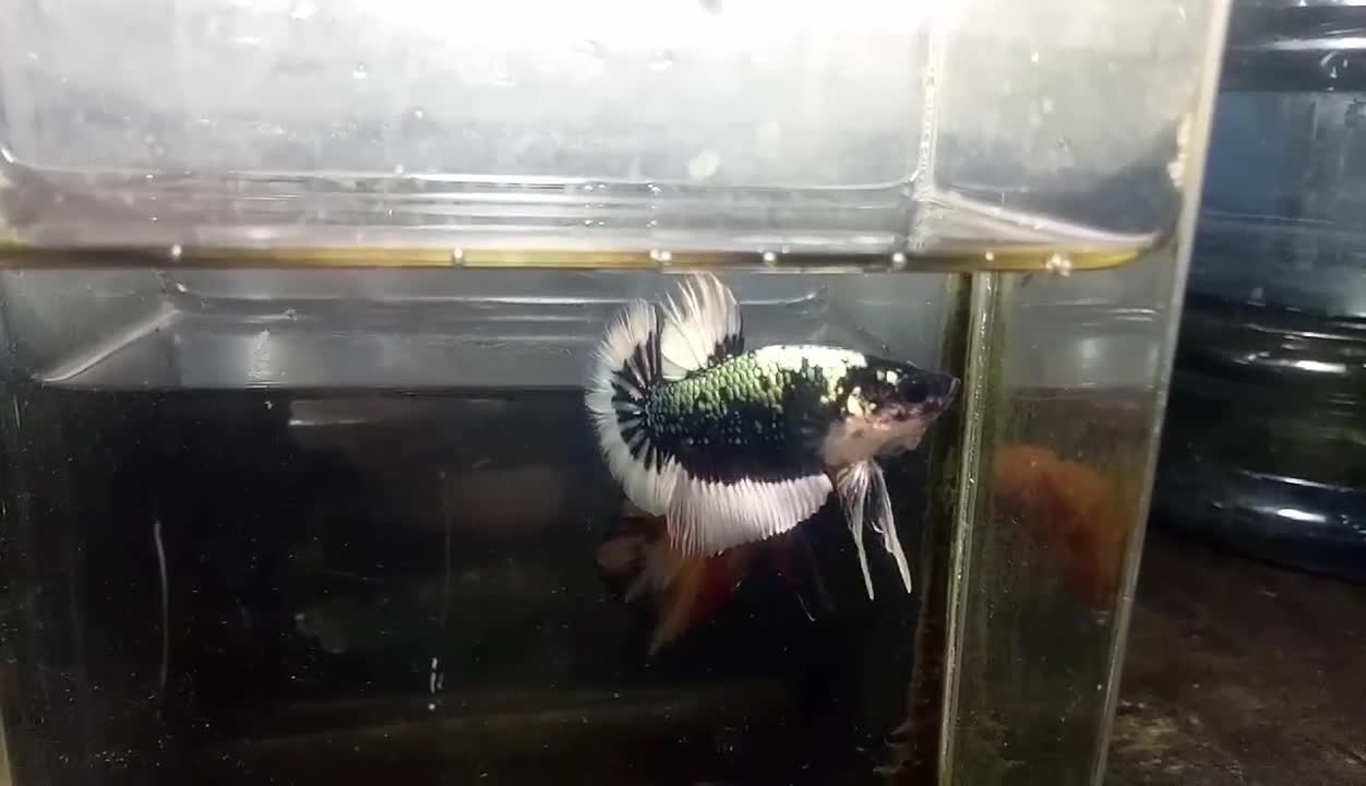 Black Copper Buterfly Betta