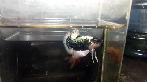 Black Copper Buterfly Betta