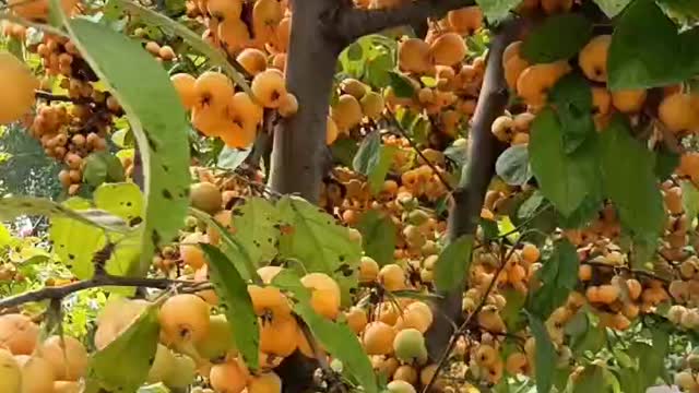 The fruit trees on the trees are ripe