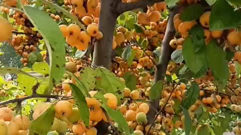 The fruit trees on the trees are ripe