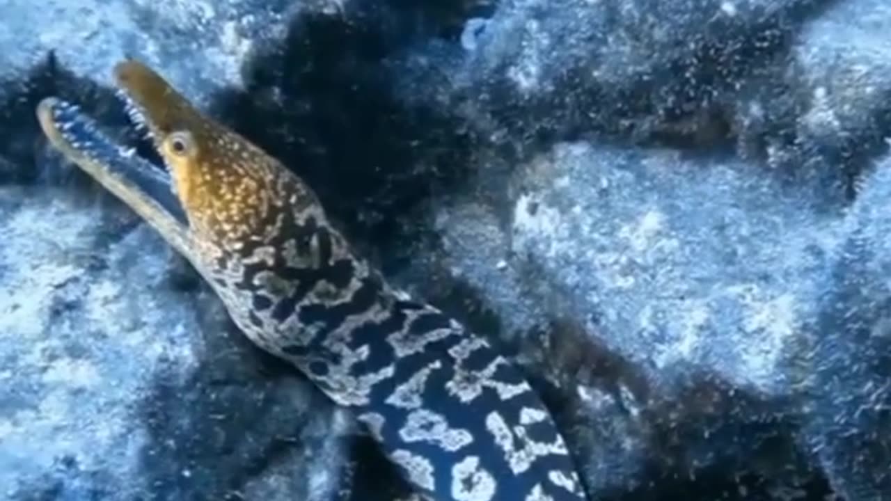 The Venomous Moray