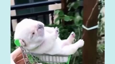 Sleep puppy dog cart