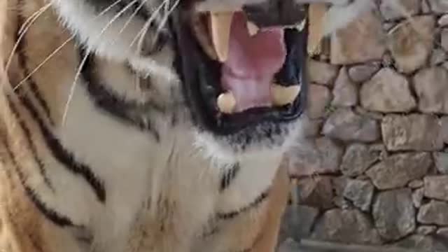 The Tiger 01 #shorts