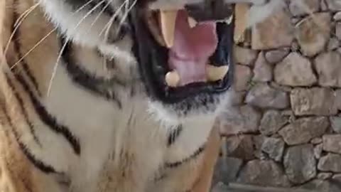 The Tiger 01 #shorts