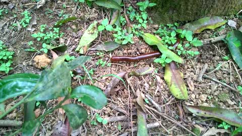 Arthropods - Millipede