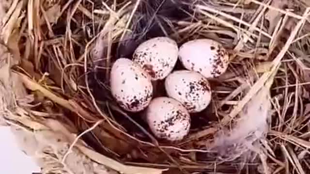 Bird's nest that can rise and fall freely