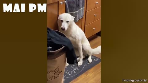 Dogs Never fail to make us Laghfing- Funny Dogs videos