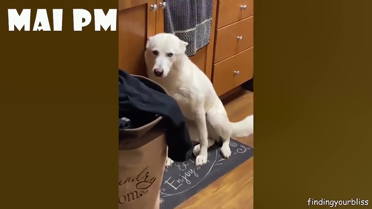 Dogs Never fail to make us Laghfing- Funny Dogs videos