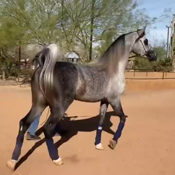 Arabian horse will cost between $5,000 to $30,000. and stallions range from $80,000 to $150,000.