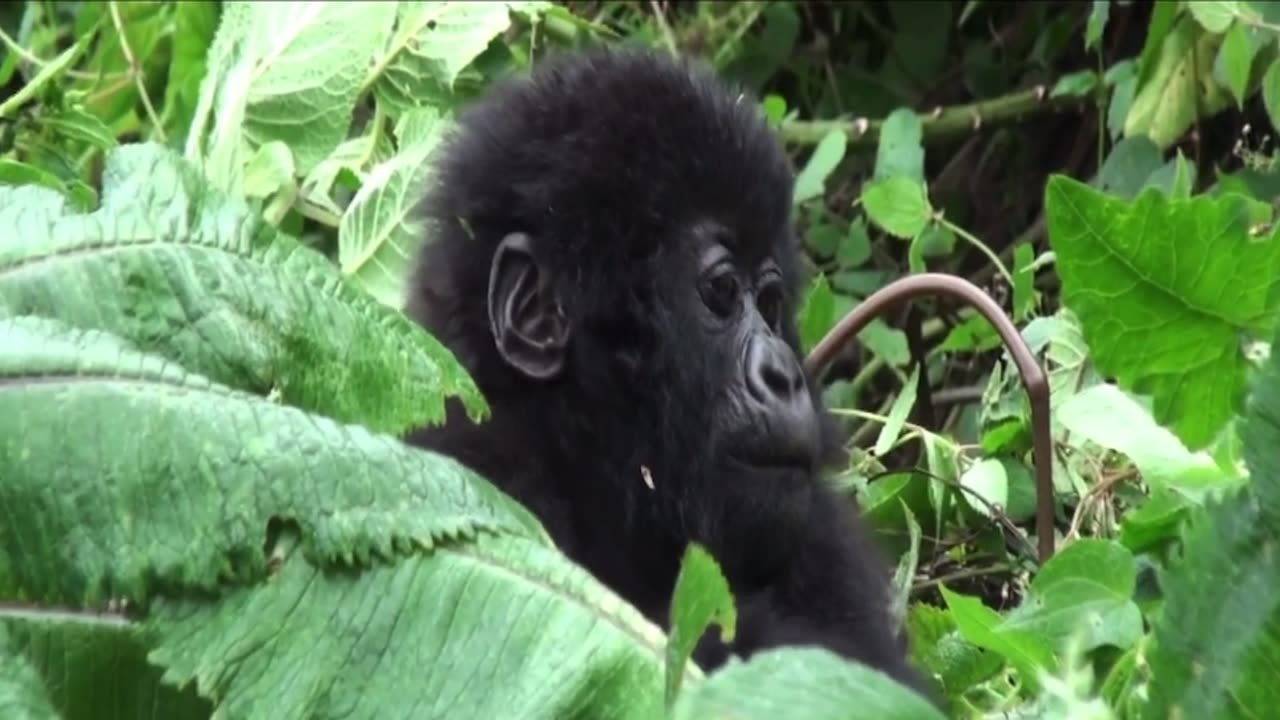 Wildlife photographer captures close up footage of gorilla family enjoying a meal in Rwanda