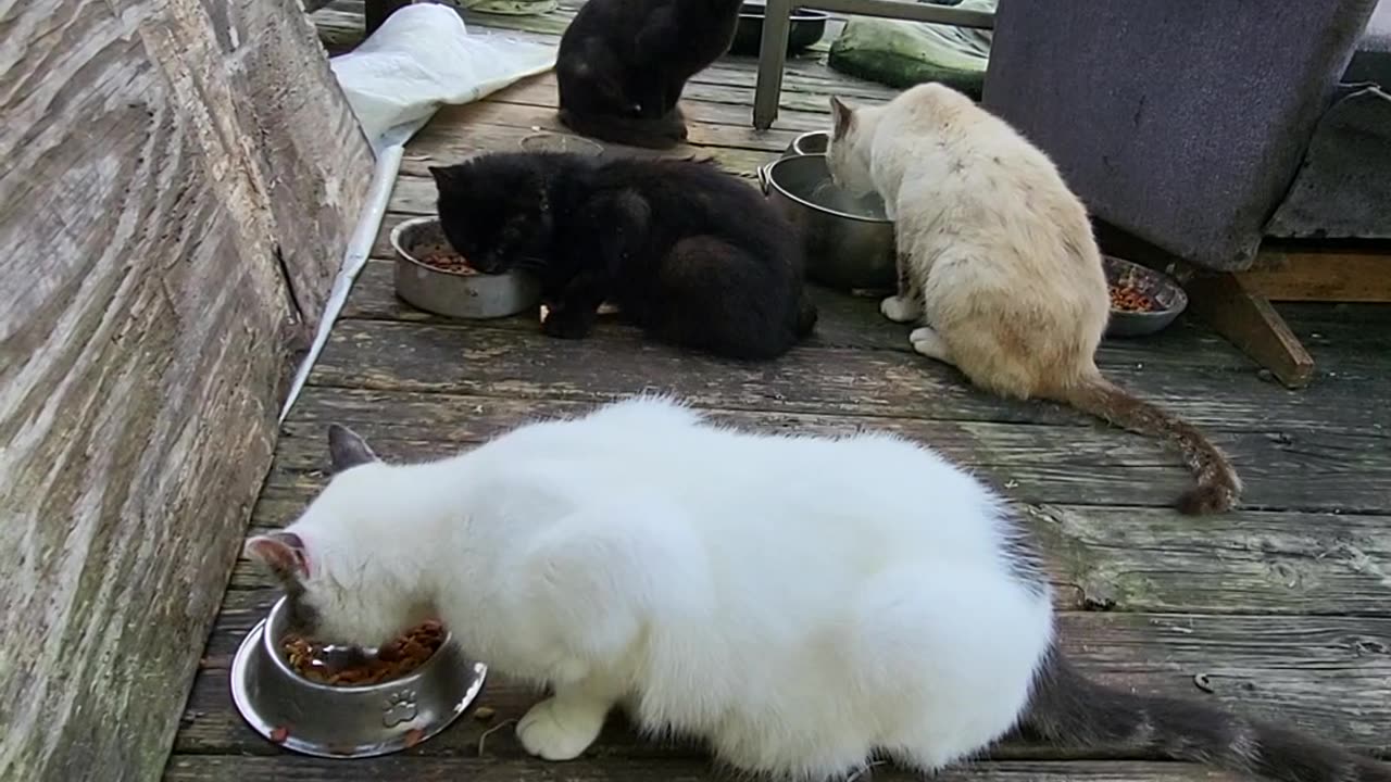 Wild Cats show up for Breakfast