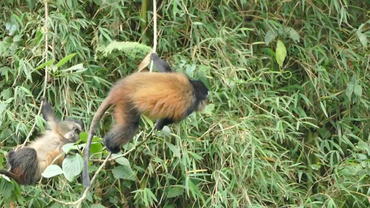 AWSOME VIDEO OF MONKEY