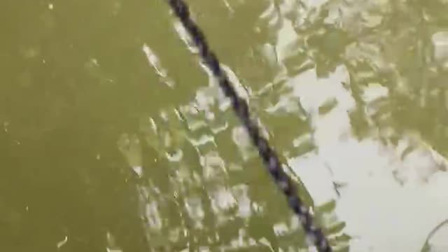 Big snapper on limbline
