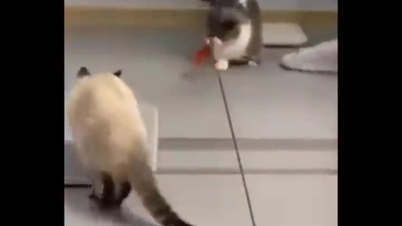 Funny cats videous😂