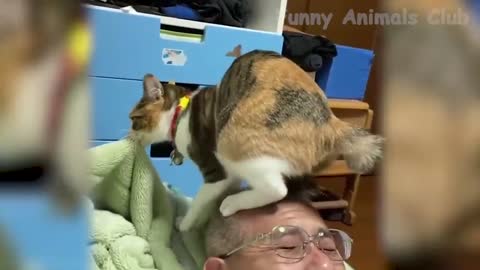 The Funniest Cat Videos That Will Keep You Laughing All Day