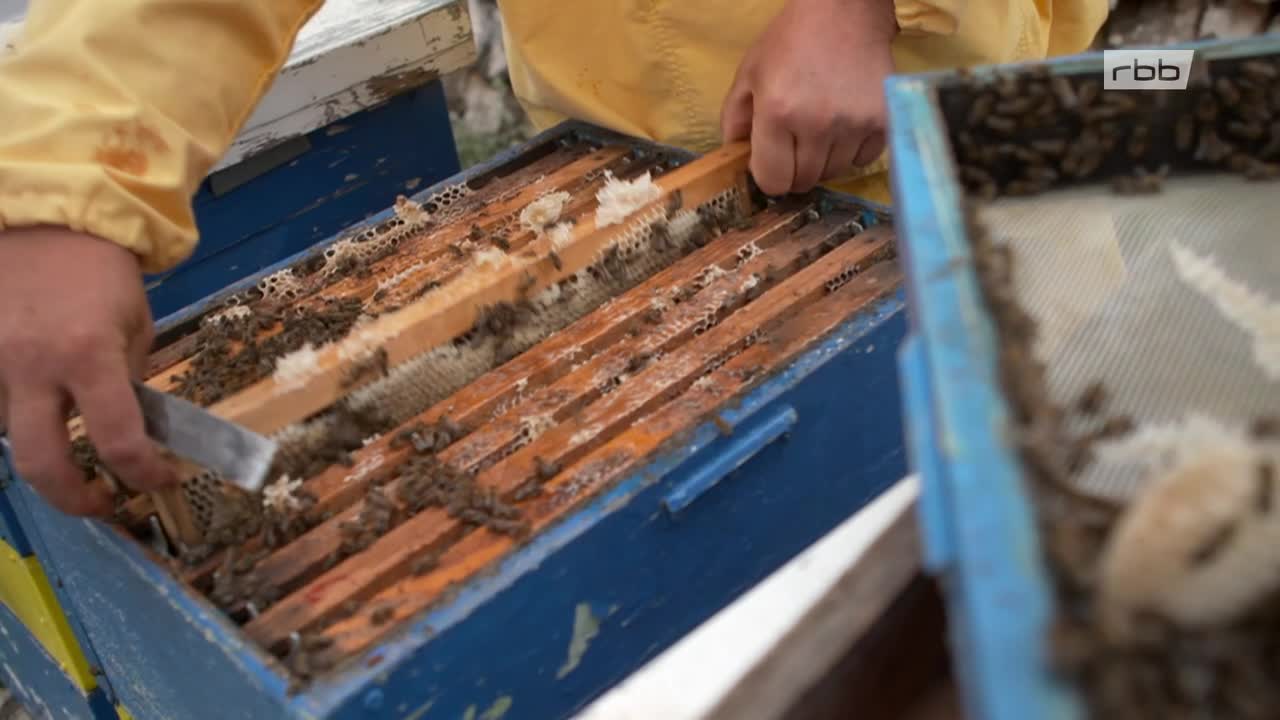 Die Welt der Kräuter (2.5) Kräuterwelten des Balkan Doku (2016)