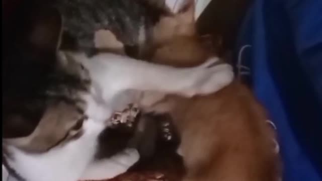 Don't Disturb Me Little Kitten