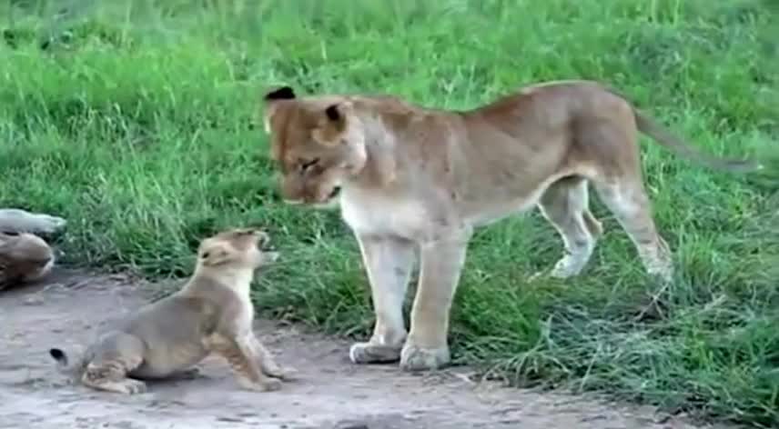 Só um gatinho 😺 querendo brincar 😀