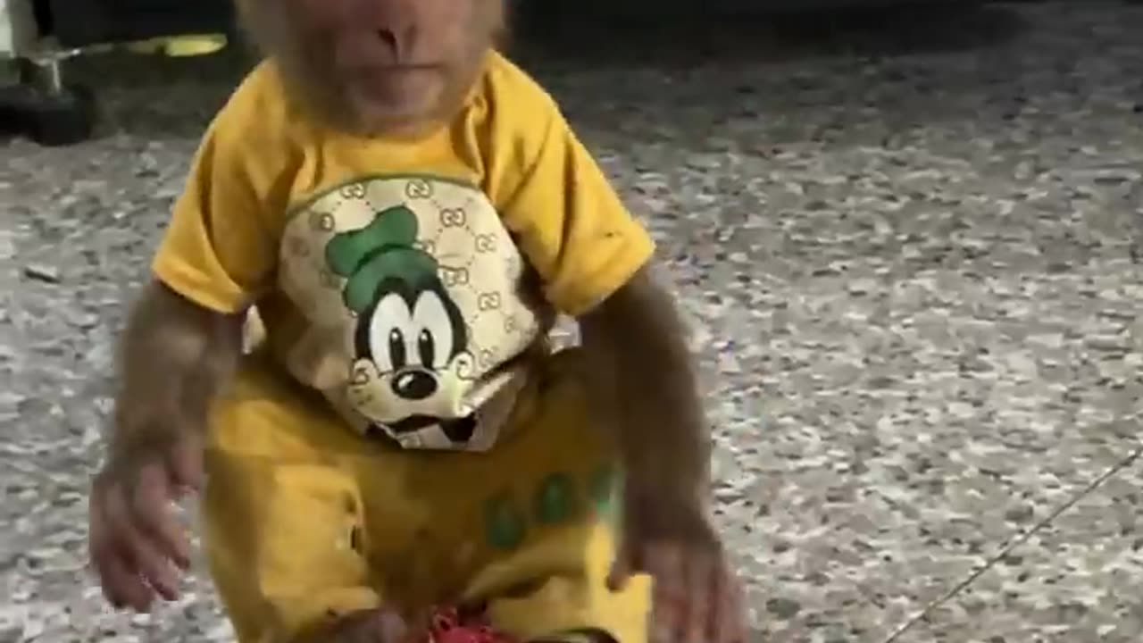 so funny ! Clever cutis monkey steals mom's fruit #babymonkeycutis#shortsvideo