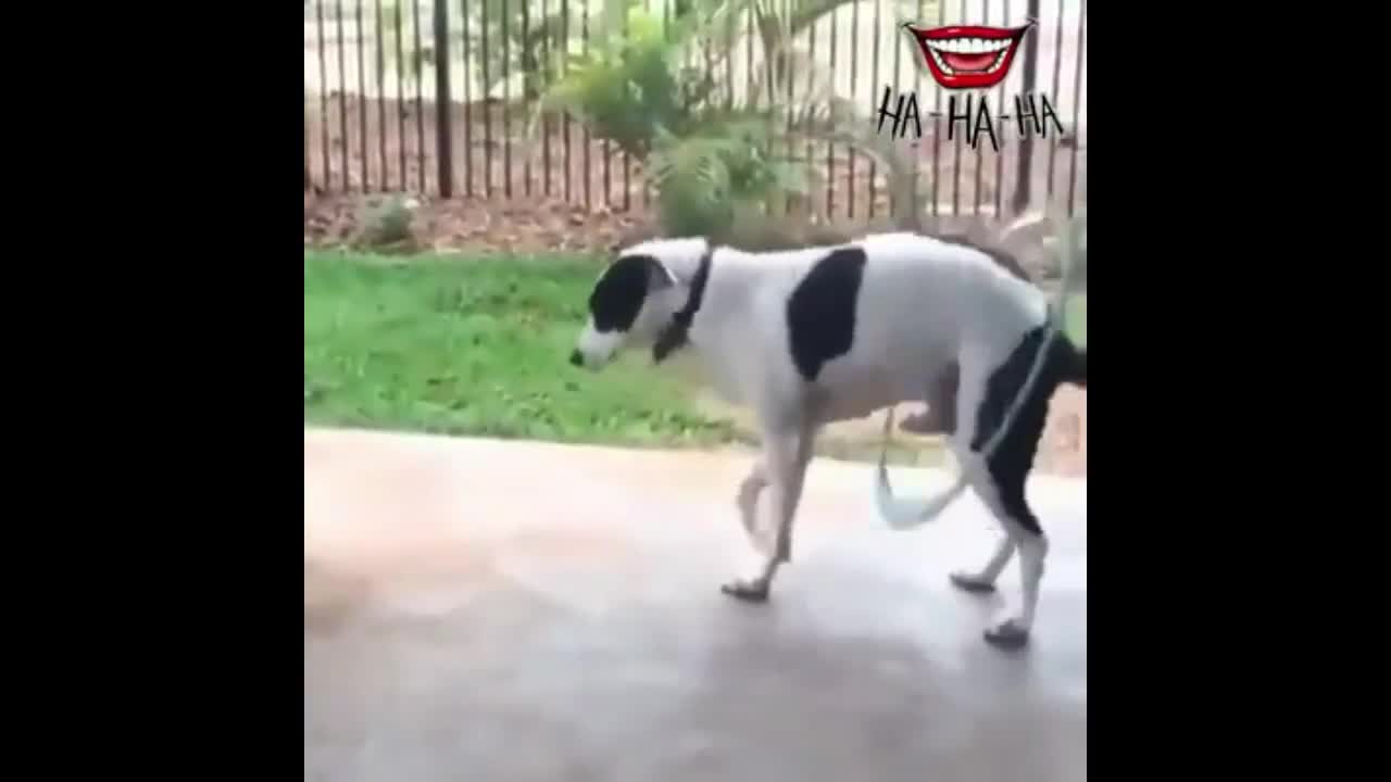 Dog dancing hula hoop. / Cachorro dançando com um Bambolê.