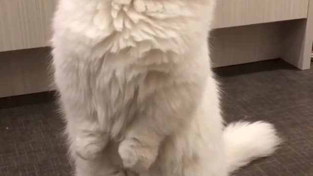 Kitten shows curiosity by standing and wide-eyed