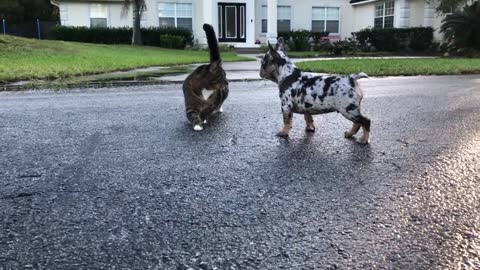 Baby chihuahua meets kitties for this first time!