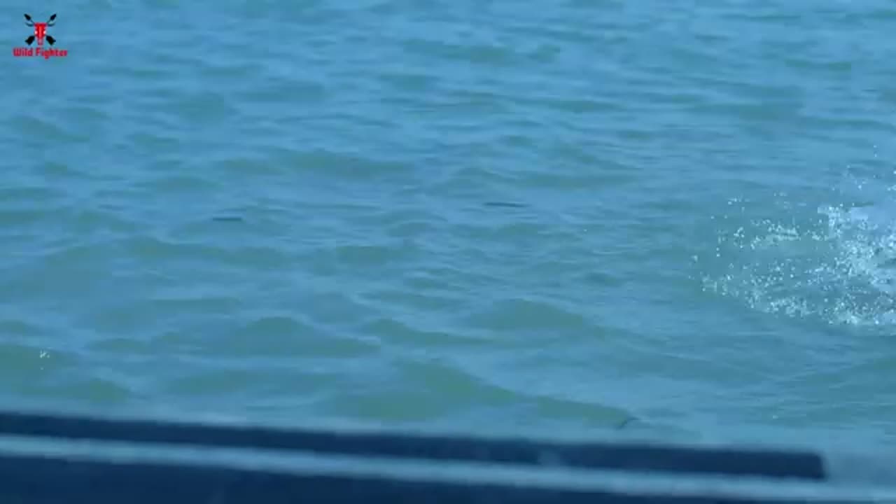 Shark Attack on Fishing Boat 8