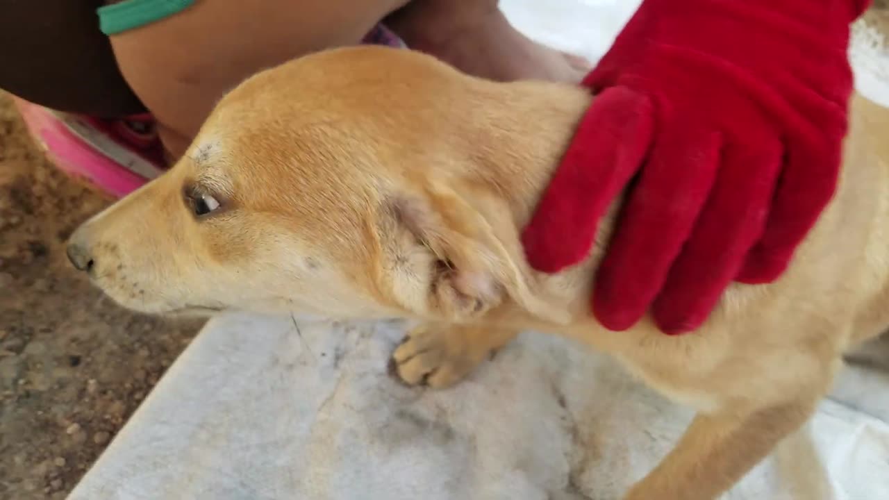 Ticks, Removing Ticks From Pet In Countryside EP Ticks (9)