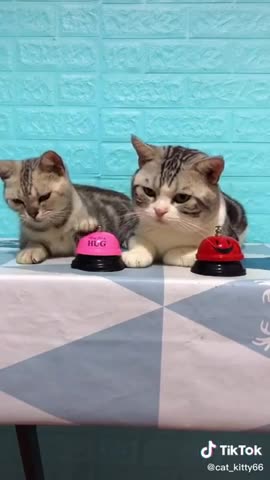 Training Lovely, black, funny cats videos 2021