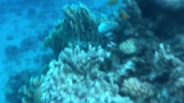 coral reefs in Egypt