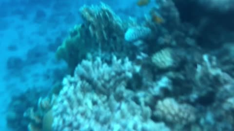 coral reefs in Egypt