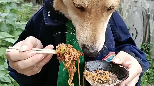 The dog eats noodles