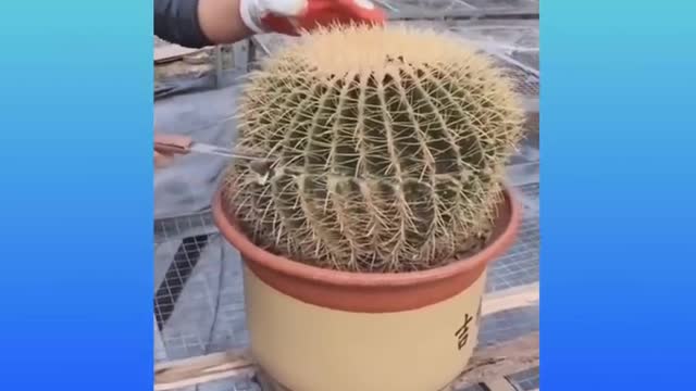 10 Things That You Will See for the First Time in Your Life